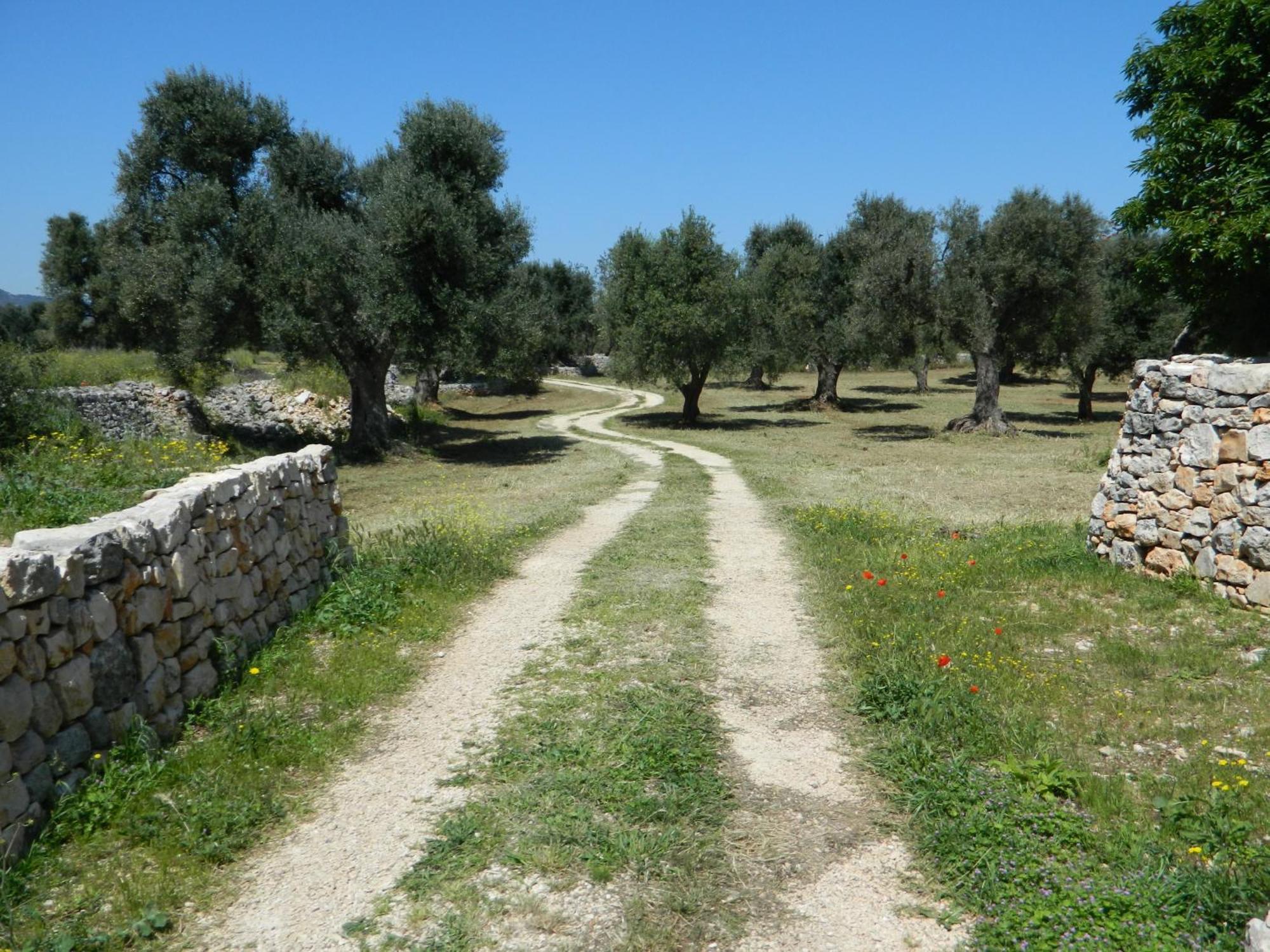 Masseria Purgatorio Fasano Exteriér fotografie