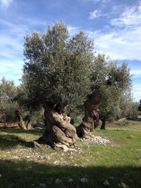 Masseria Purgatorio Fasano Exteriér fotografie